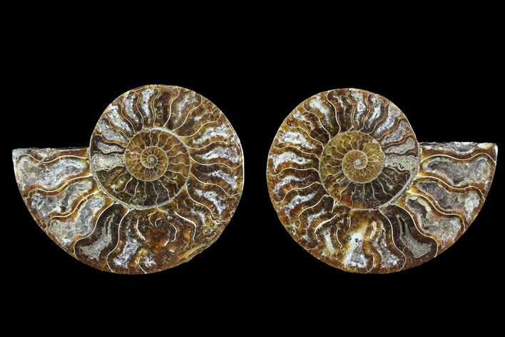 Cut & Polished Ammonite Fossil - Crystal Chambers #88210